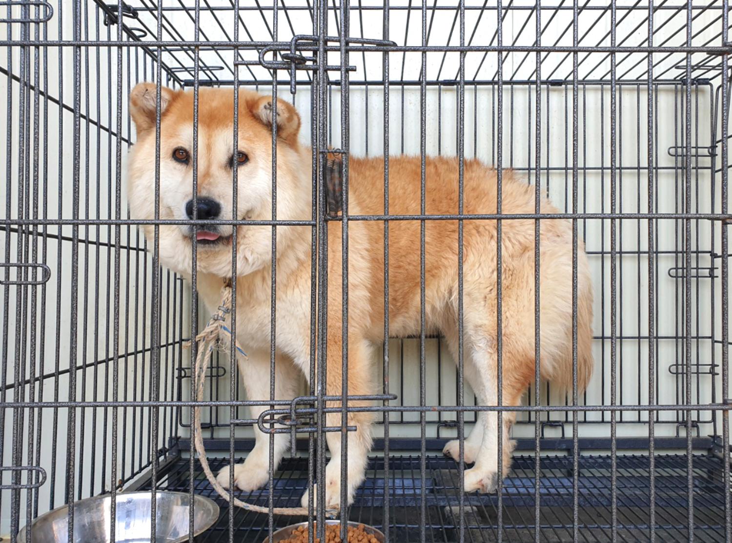 위더스 동물보호센터_441407202300352